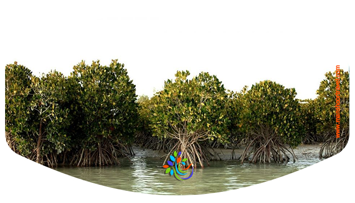 جنگل حرا قشم