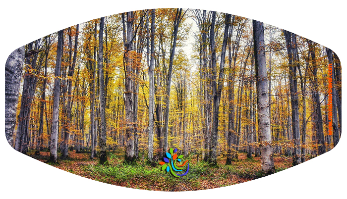 جنگل راش یکی از جاذبه های طبیعی گردشگری استان مازندران است که در شهرستان شیرگاه قرار دارد. کافیست راه‌تان را به سمت جاده هراز کج کنید و خودتان را به روستایی به نام سنگده در سایه‌سار قله خرونرو برسانید 