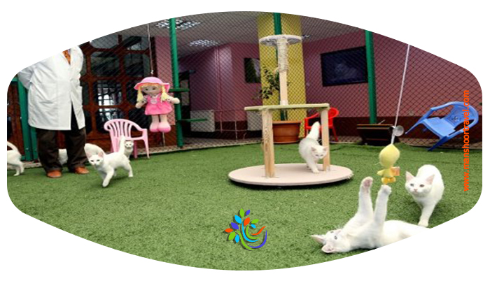 در شهر وان جاذبه‌های زیادی وجود دارند که بازدید از آن‌ها برایتان جالب خواهد بود. اما دیدن گربه‌های پشمالو و زیبای این شهر برای دوستداران حیوانات تجربه‌ای بسیار متفاوت است. گربه های وان ترکیه با پشم‌های سفید و یک چشم سبز یا زرد و یک چشم آبی شهرت جهانی دارن